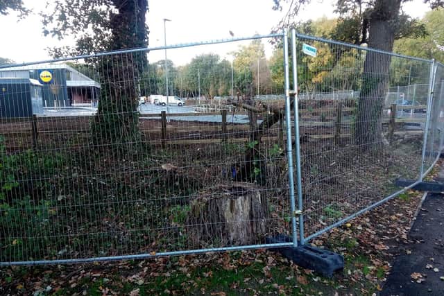 Havant Borough Council said the tree stump in this picture, taken today, is from an old stump which has been there a long time. Picture: Neil Fatkin