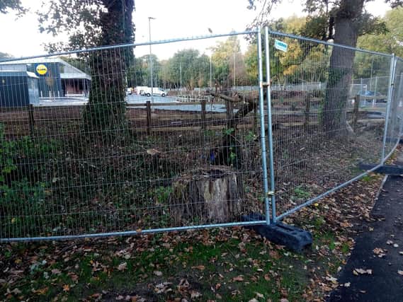 Havant Borough Council said the tree stump in this picture, taken today, is from an old stump which has been there a long time. Picture: Neil Fatkin