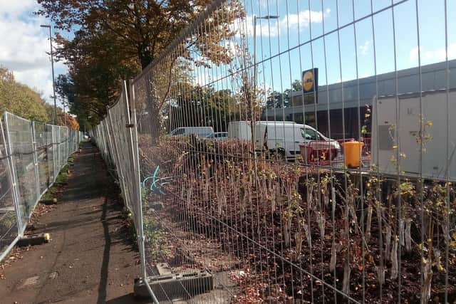 Lidl said it is in the process of planting 24 new trees. Picture: Neil Fatkin
