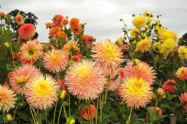 Dahlias are enjoying a much-deserved return to popularity.