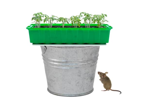 How to confound a clever mouse...