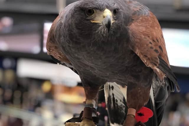 Aria the Harris hawk. Picture: Network Rail/PA Wire