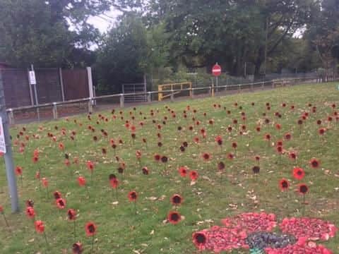 School poppy field