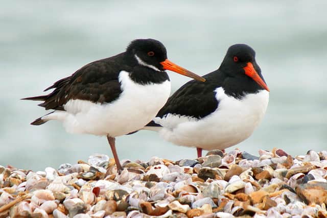 A pair of Oystercatchers at the entrance to Langstone Harbour