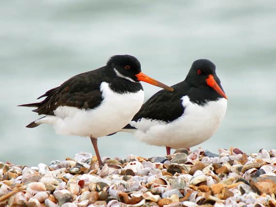 A pair of Oystercatchers at the entrance to Langstone Harbour