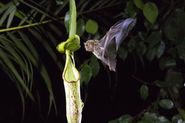 Hardwicke's Woolly Bat flying. Picture: Netflix/ PA Wire