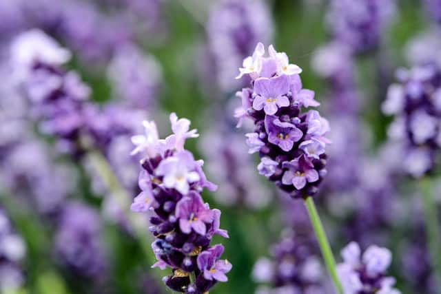 If you haven't sheared your lavender, do it now!