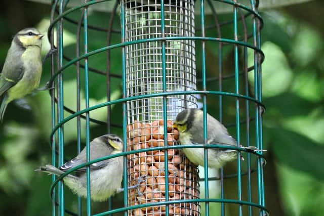 Rotten nuts will kill blue tits, so make sure yours are fresh.