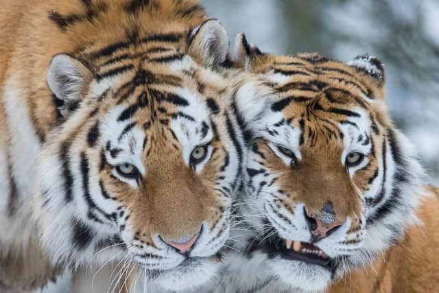 Marwell Zoo has been turned into a winter wonderland. Picture: Jason Brown