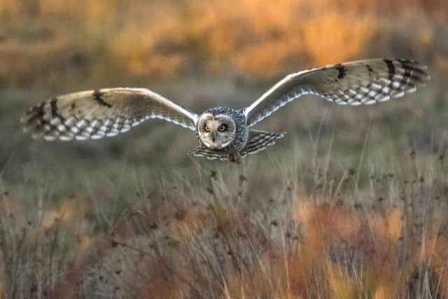 Winter wildlife and wild places for Elise Brewerton
Short eared owl at Farlington Marshes, by Matt Roseveare/HIWWT. This image was a category winner in the British Wildlife Photography Awards 2017, under the title 'The Golden Hour Hunt'