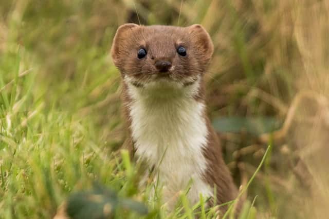 Weasel at Farlington Marshes nature reserve