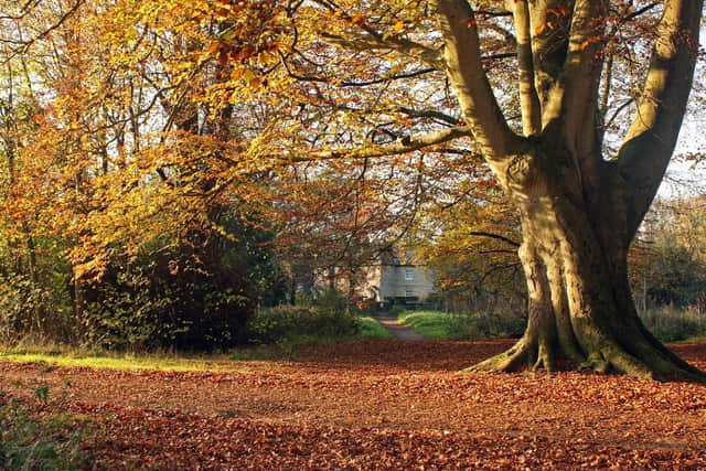 JPNS-20-12-11 YOUR VIEW NIGEL BALDWIN
Stansted Forest, near Rowlands Castle, has long been one of my favourite locations for taking pictures. At this particular place in the wood called 'The Sling', I took this study of the wood in all the green, brown and gold of its autumnal finery last Saturday, in the lengthening shadows of an afternoon sun.
Nigel Baldwin
91 Stanley Avenue
Copnor
Portsmouth
Hampshire
PO3 6PL
Tel: 023 9266 0685
PICTURE: E-mail: nigel-baldwin@tiscali.co.uk