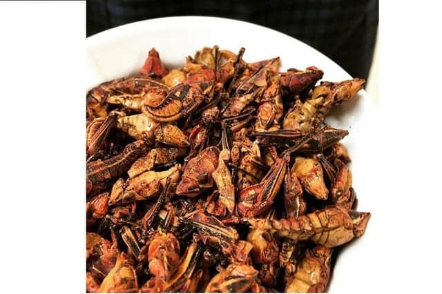 Edible crickets
Picture: Amanda Kelso / Flickr
