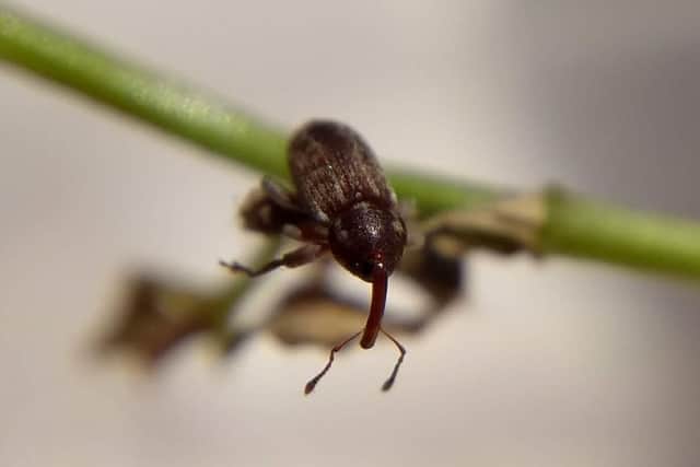 The number of Gilkicker weevils has declined in recent years. Picture: Mariko Whyte / HIWWT