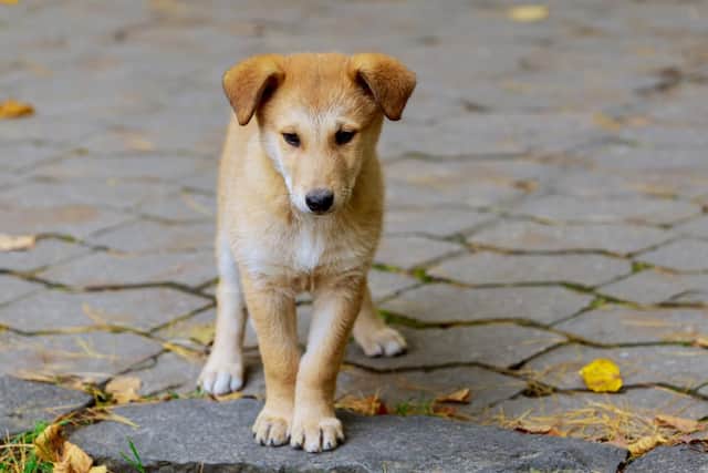 Dog food has been recalled