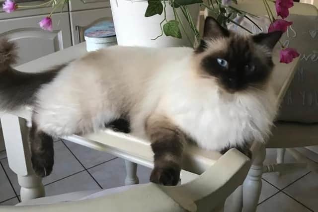 Cat Blossom who was shot with a pellet