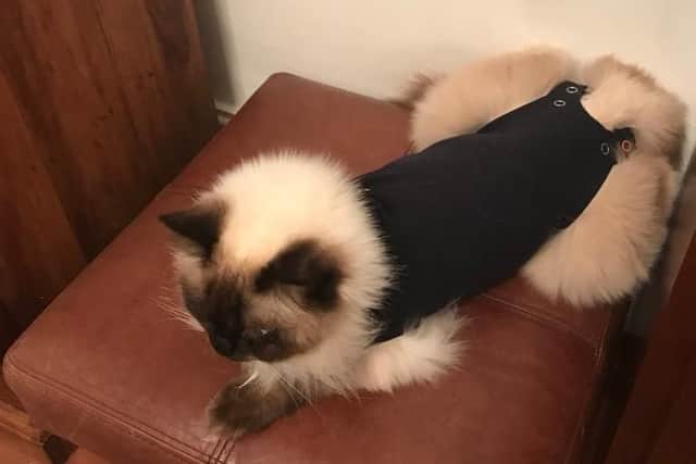 Cat Blossom who was shot by an air rifle and survived