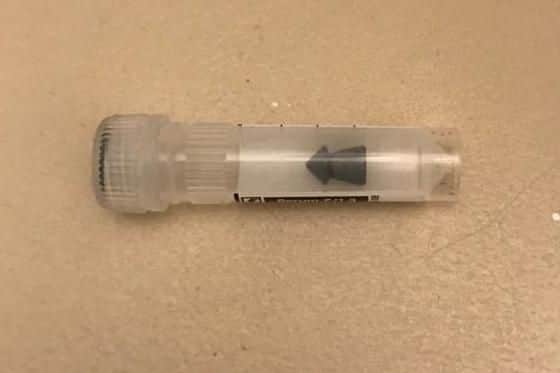 The pellet cat Blossom was hit with when she was shot