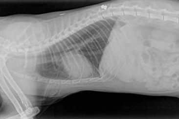 Cat Blossom who was shot by an air rifle and survived