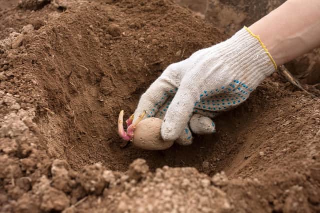 Brian answers questions about potatoes being planted in tubs.