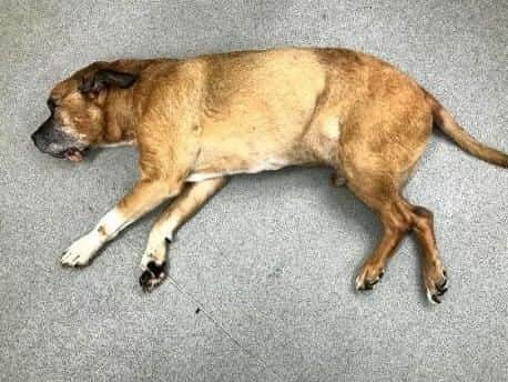 The RSPCA is appealing for information after a dying dog was discovered dumped in a Hilsea car park