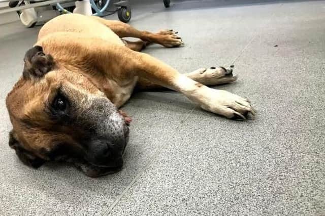 The RSPCA is appealing for information after a dying dog was discovered dumped in a Hilsea car park