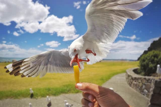 It's not surprising Portsmouth 'has the fattest seagulls'.