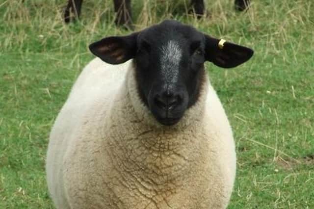 Stock image of a sheep.