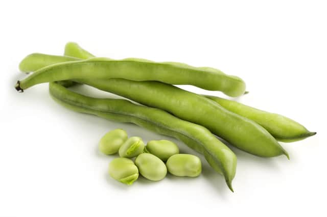 Green-seeded broad beans.