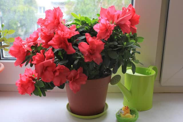 You CAN have an azalea which looks like this.
