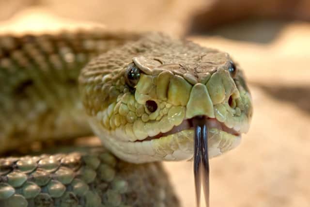 Rattlesnakes are among the animals kept in Havant which require a dangerous animal licence. Stock picture.