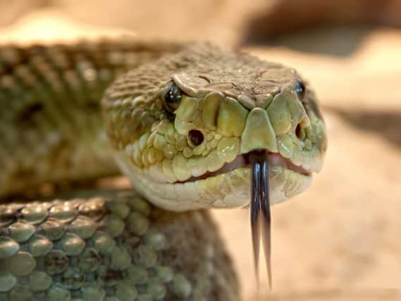 Rattlesnakes are among the animals kept in Havant which require a dangerous animal licence. Stock picture.