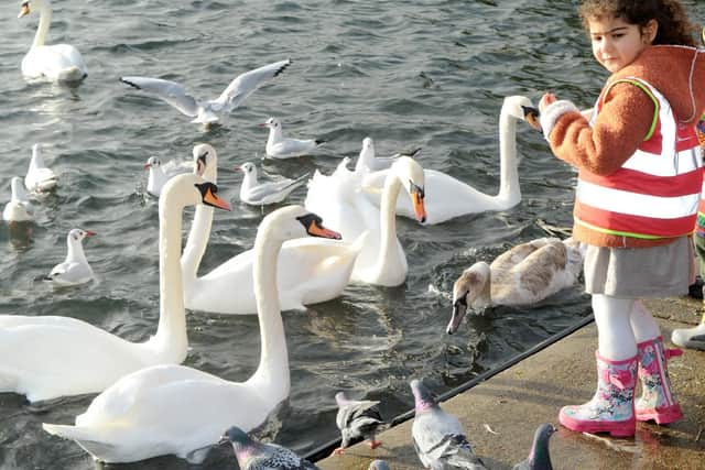 Summer Said (3), from Canoe Lake Nursery, feeding the swans.