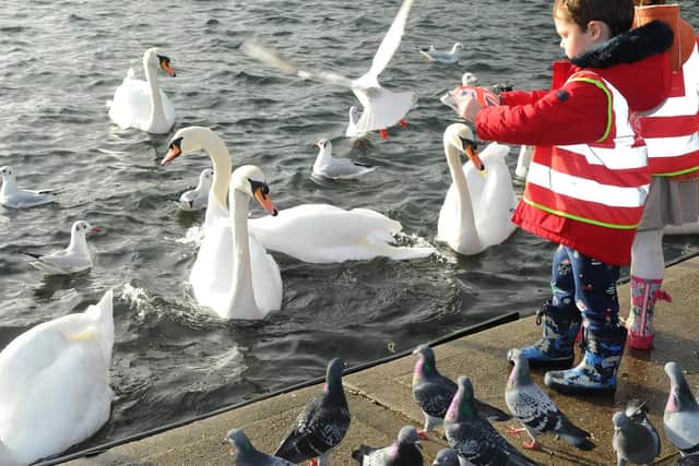 Amos Smith (4), from Canoe Lake Nursery, feeding the swans.