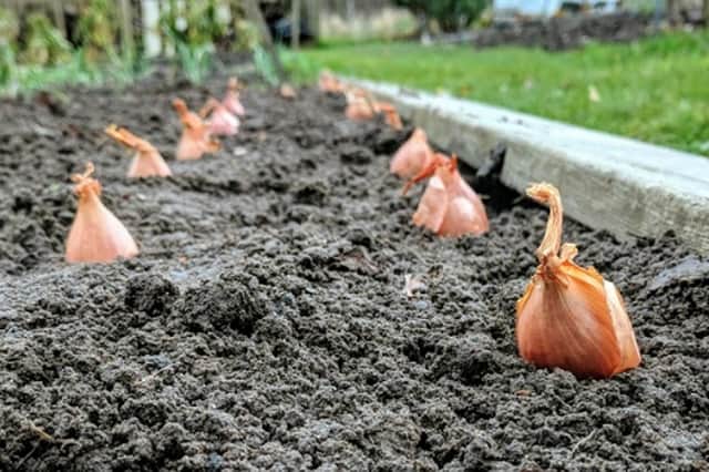 Now is the perfect time to plant shallots.