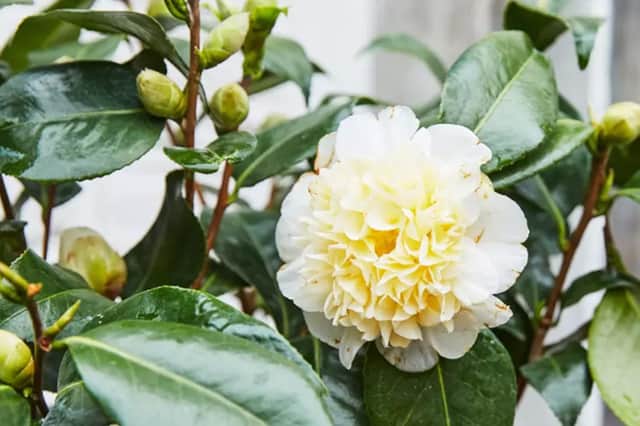 Potted camellia with buds and flowers.