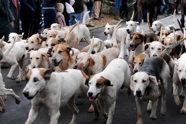 Hounds followed a 15-mile trail
Picture: Sarah Standing (180888-110)
