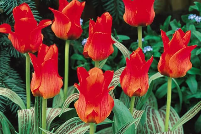 Red Riding Hood tulips.
.