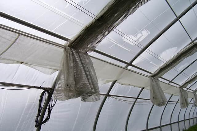 Old bed sheets used as shading in the greenhouse.