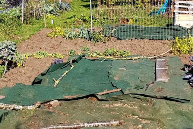 jpwm kiddo old carpet at allotment gv
An allotment plot covered in old carpet to suppress weeds.