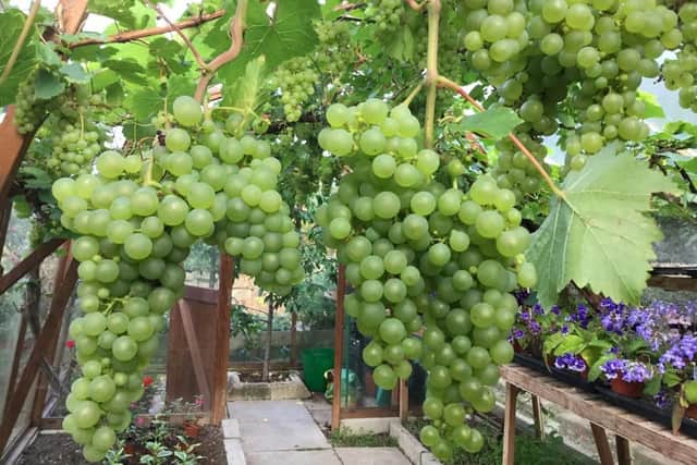 Now is the perfect time to prune a vine.