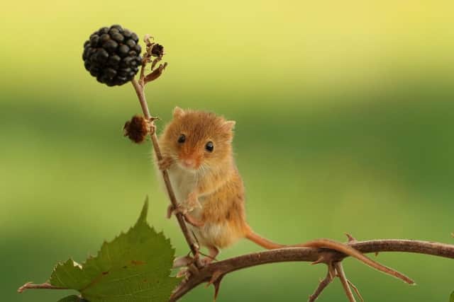 Hungry harvest mouse after the blackberries. Picture: Jim Walker