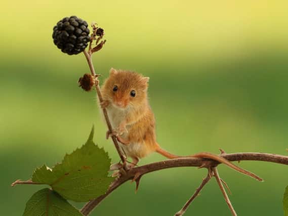 Hungry harvest mouse after the blackberries. Picture: Jim Walker