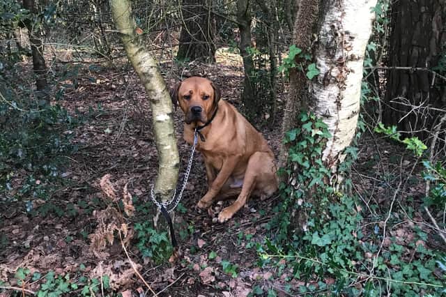 A dogue de bordeaux cross rottweiler, named Bruce, was found tied to a tree near an RSPCA centre. Picture: RSPCA