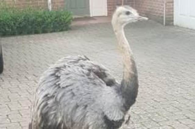This Rhea is on the run in South Oxfordshire. Picture: Thames Valley Police Road Policing/ Twitter