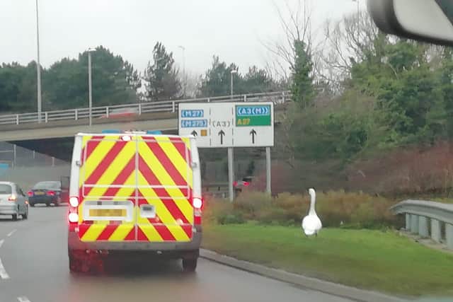 A swan is loose on a roundabout in Portsmouth