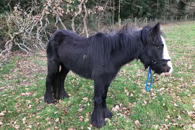 Picture: RSPCA