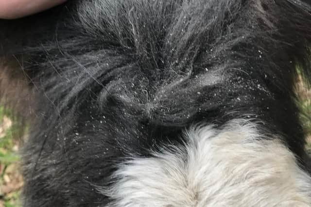 Picture: RSPCA
