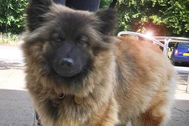 Hobbit has undergone an amazing transformation since being rescued.