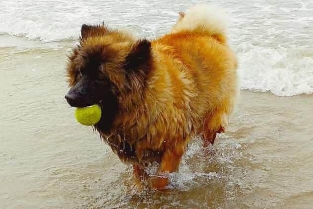 Hobbit now has a new home and is a prize-winning pooch